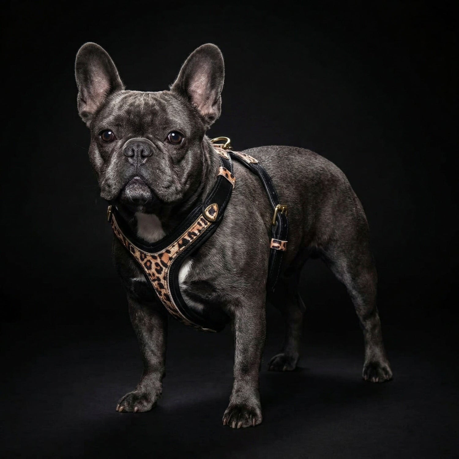 The Leopard Harness Small to Medium Size