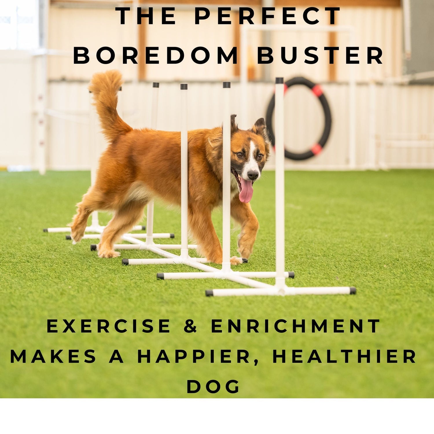 Better Sporting Dogs 5 Piece Dog Agility Equipment Set –  with Jumps, Tunnel, Pause Box &amp; Weave Poles