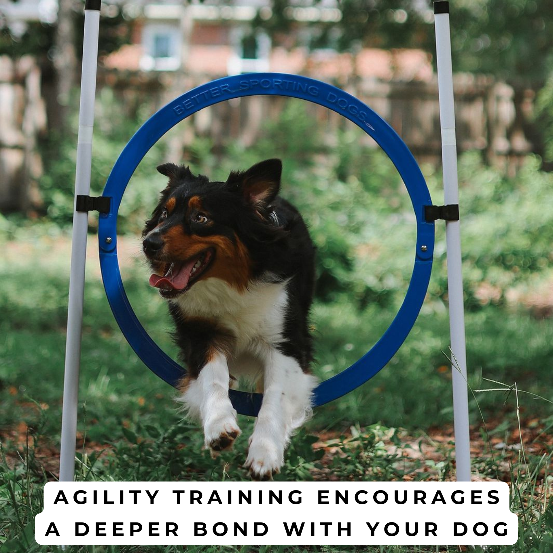 Better Sporting Dogs Adjustable Dog Agility Bar Jumps &amp; Tire Jumps