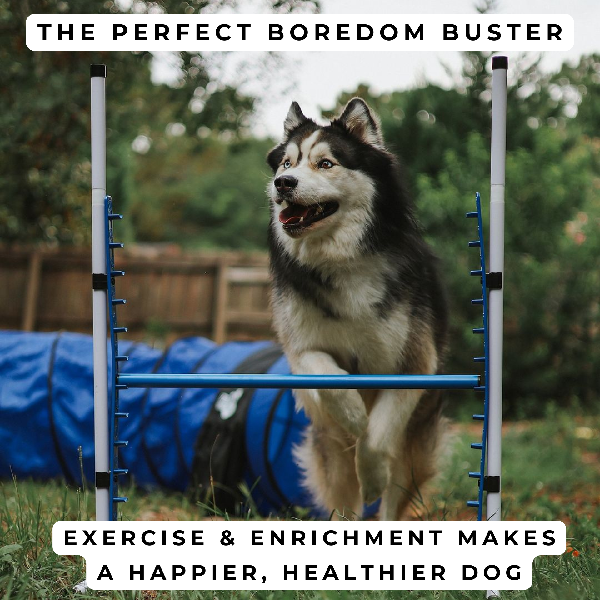 Better Sporting Dogs Adjustable Dog Agility Bar Jumps &amp; Tire Jumps