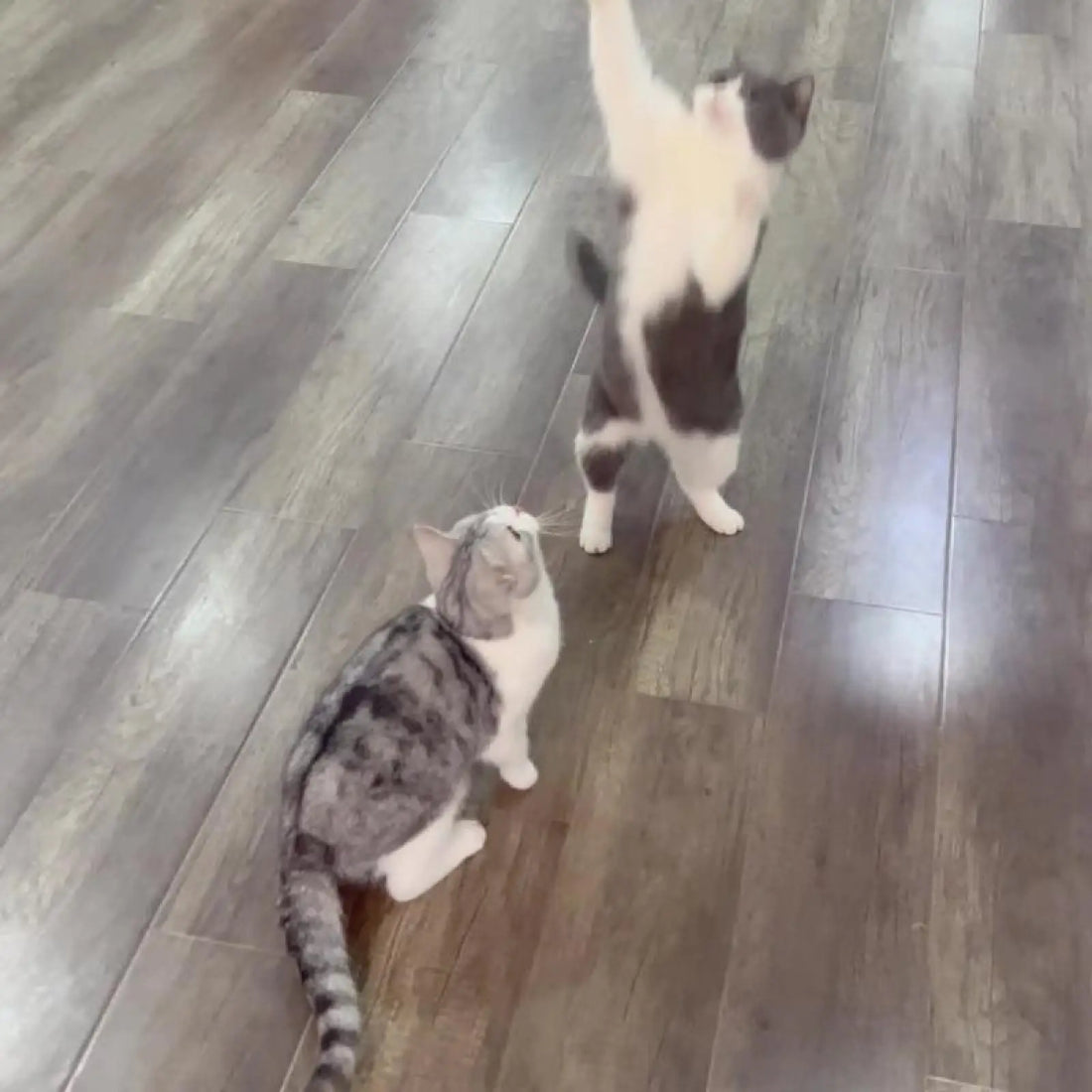 Interactive Bird Cat Teaser Toy with Feathers and Catnip