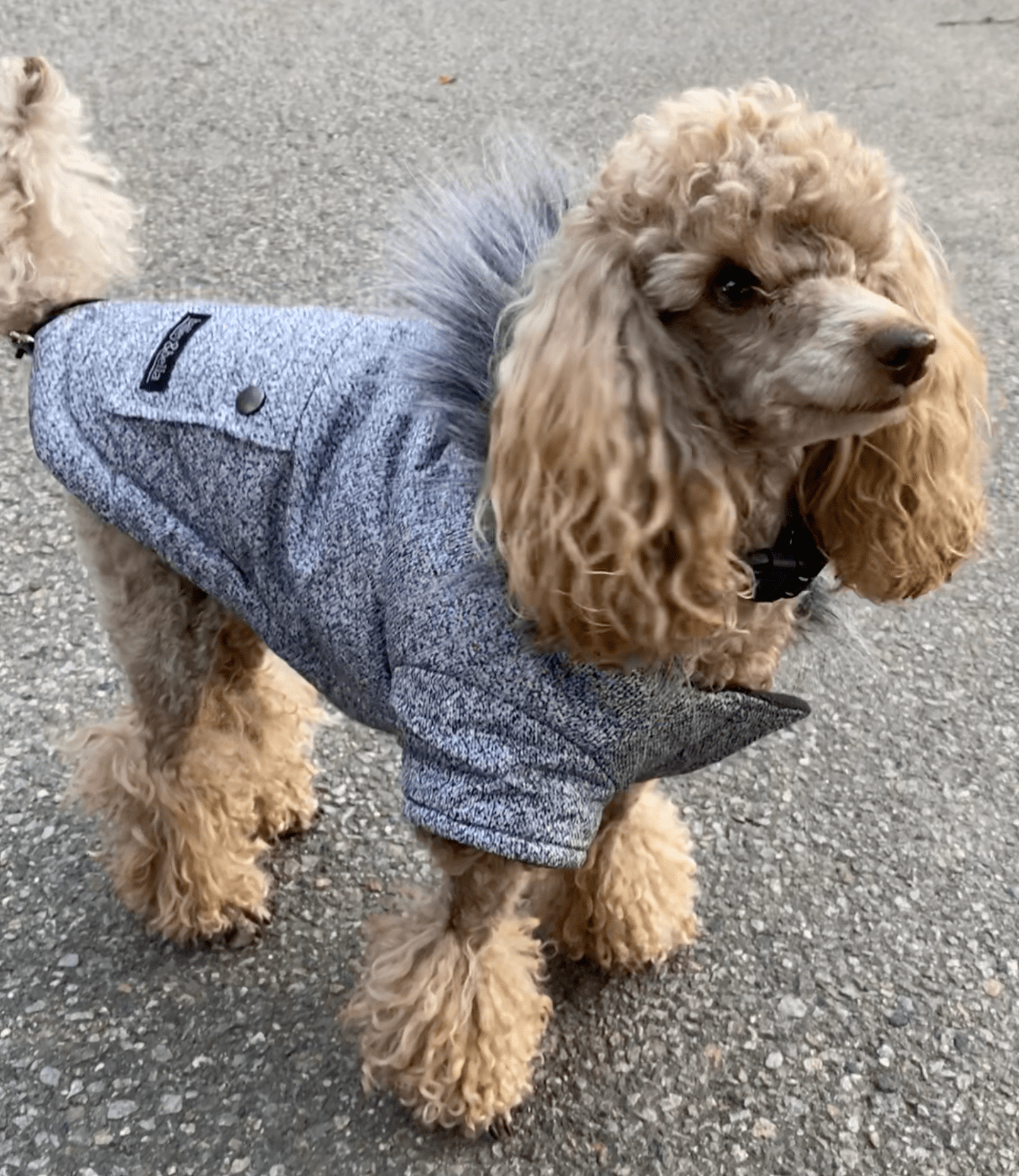 JUST $5! Bailey &amp; Bella Grey Parka with Faux Fur Trim: Small