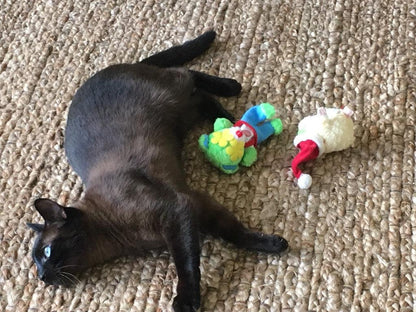 20% OFF! Kitty Combo Catnip &amp; Rattle Cat Toy / Organic Catnip