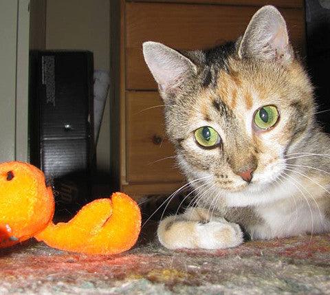 20% OFF! Kitty Combo Catnip &amp; Rattle Cat Toy / Organic Catnip