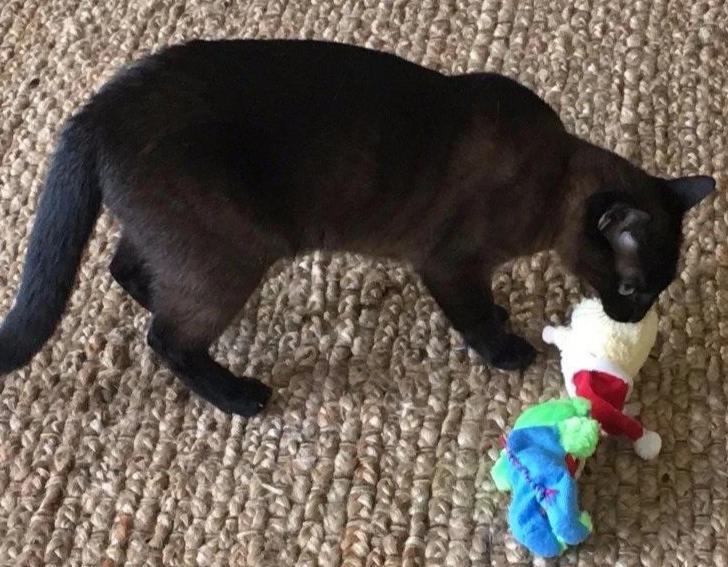 20% OFF! Kitty Combo Catnip &amp; Rattle Cat Toy / Organic Catnip
