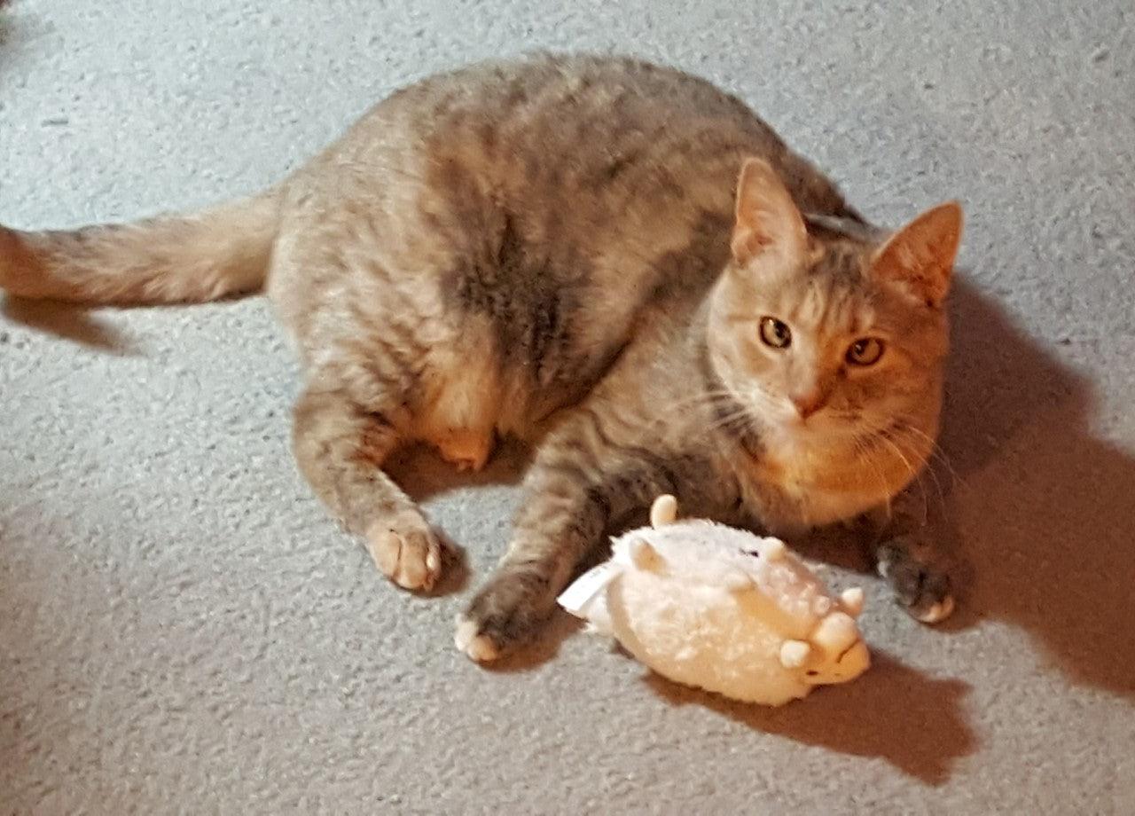 20% OFF! Kitty Combo Catnip &amp; Rattle Cat Toy / Organic Catnip