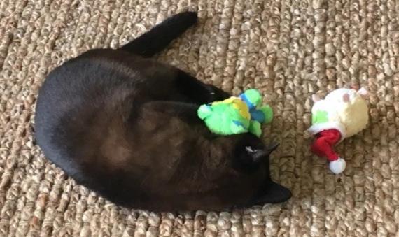 20% OFF! Kitty Combo Catnip &amp; Rattle Cat Toy / Organic Catnip