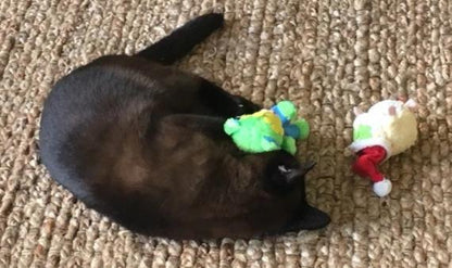 20% OFF! Kitty Combo Catnip &amp; Rattle Cat Toy / Organic Catnip
