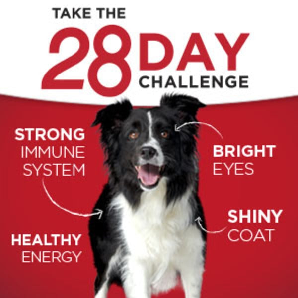 Purina ONE Weight Management, Natural Wet Dog Food, SmartBlend Healthy Weight Tender Cuts Lamb &amp; Brown Rice