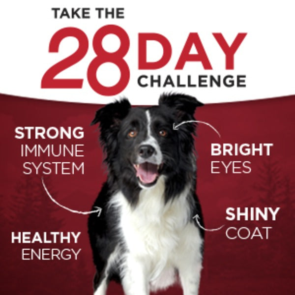 Purina ONE Natural, High Protein Gravy Wet Dog Food, SmartBlend True Instinct Real Turkey &amp; Venison