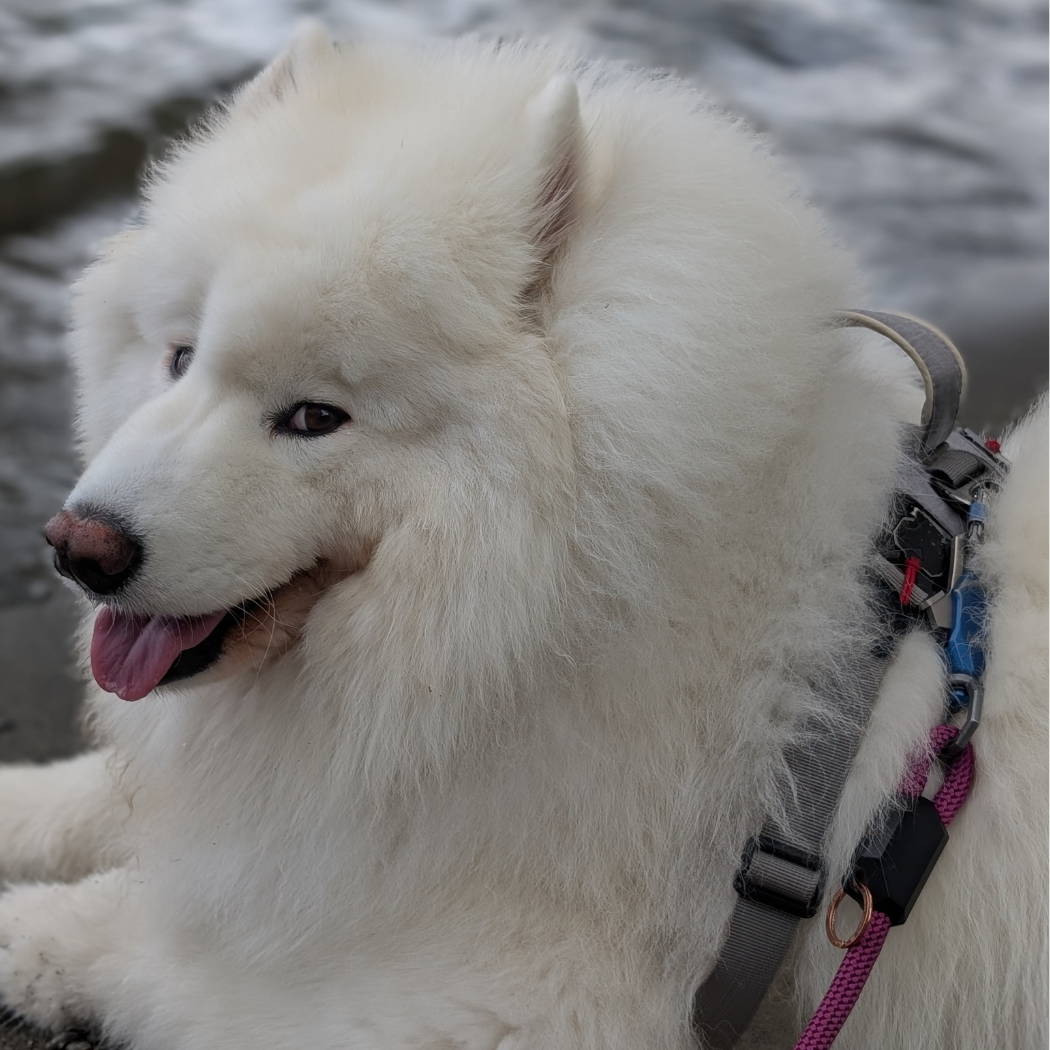 Patented Magnetic Dog Leash - One-Hand Connect &amp; Release