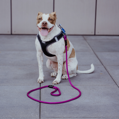 Patented Magnetic Dog Leash - One-Hand Connect &amp; Release