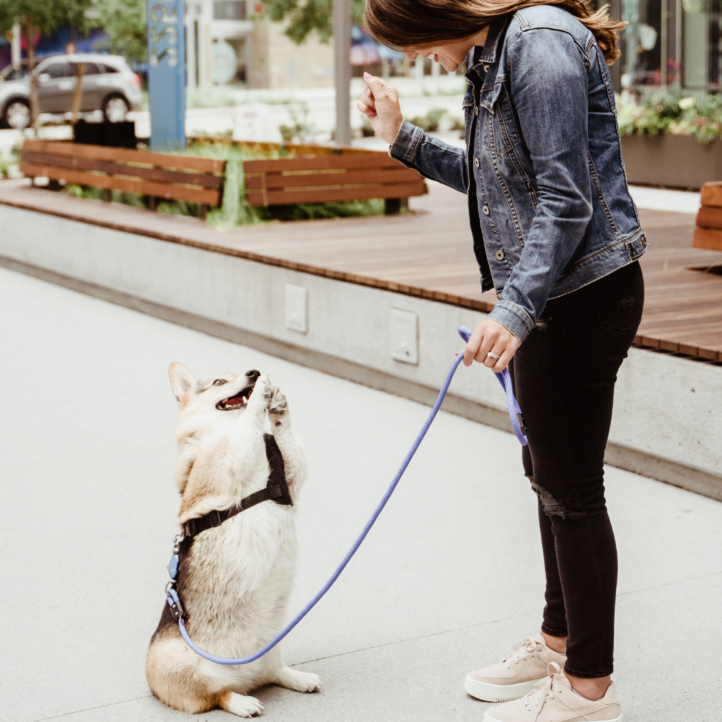 Patented Magnetic Dog Leash - One-Hand Connect &amp; Release