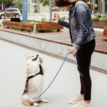 Patented Magnetic Dog Leash - One-Hand Connect &amp; Release