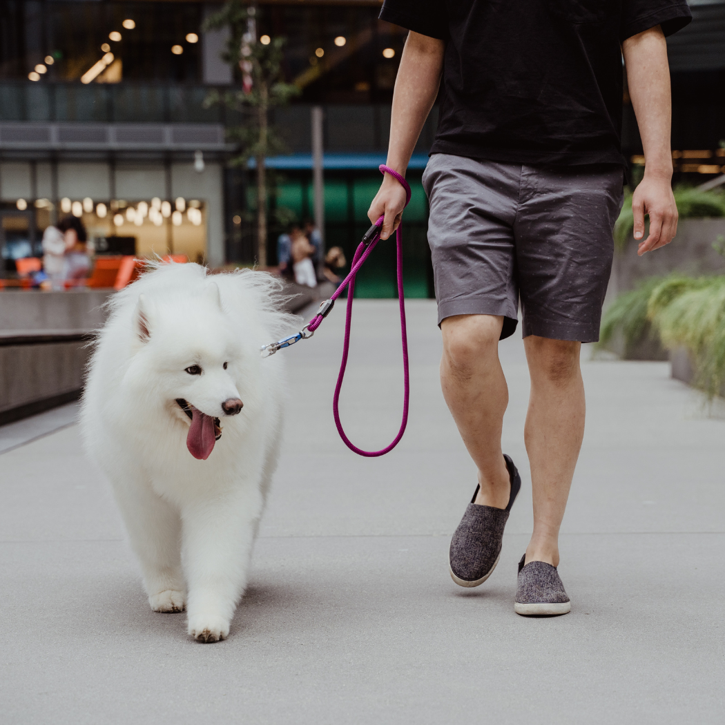 Patented Magnetic Dog Leash - One-Hand Connect &amp; Release