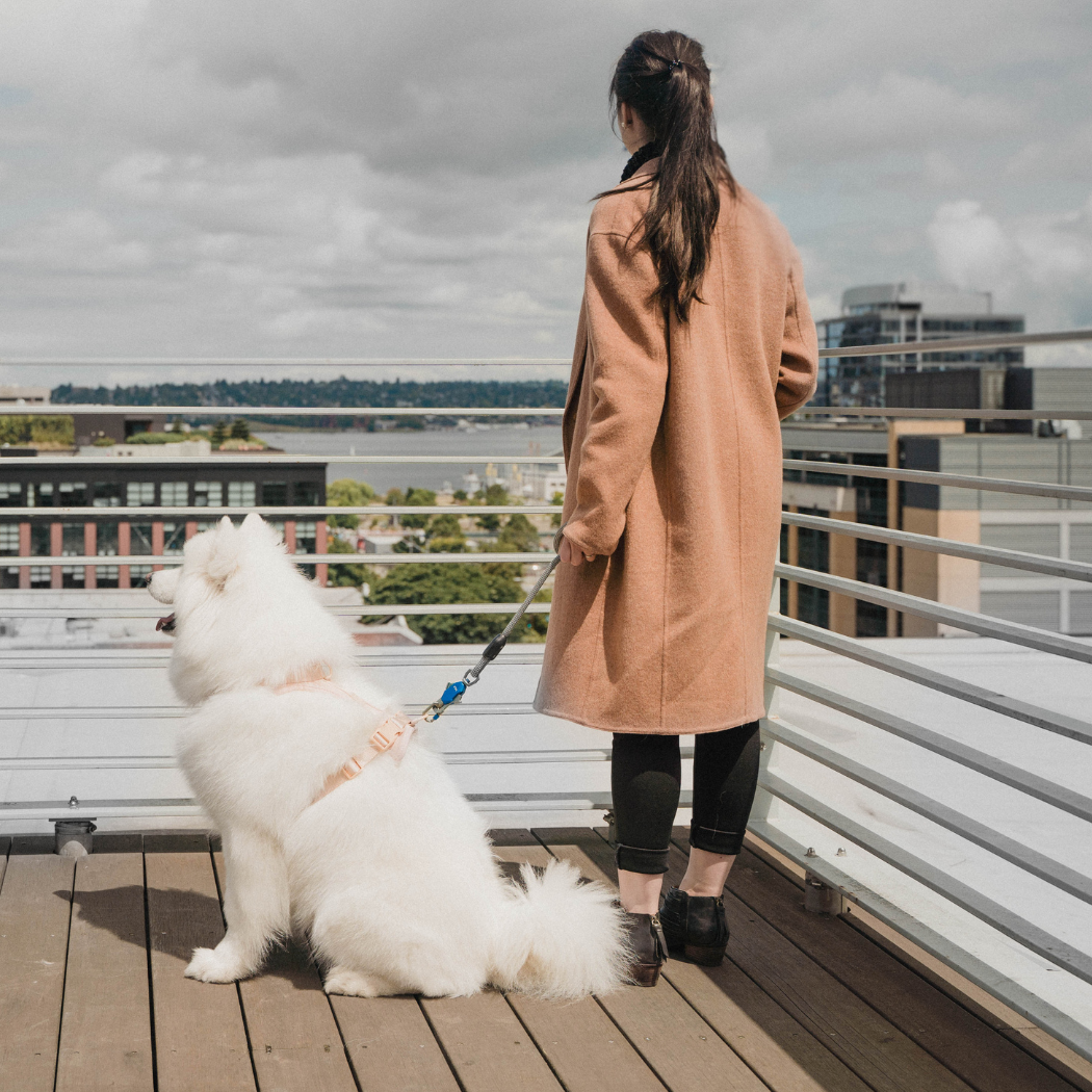 Patented Magnetic Dog Leash - One-Hand Connect &amp; Release