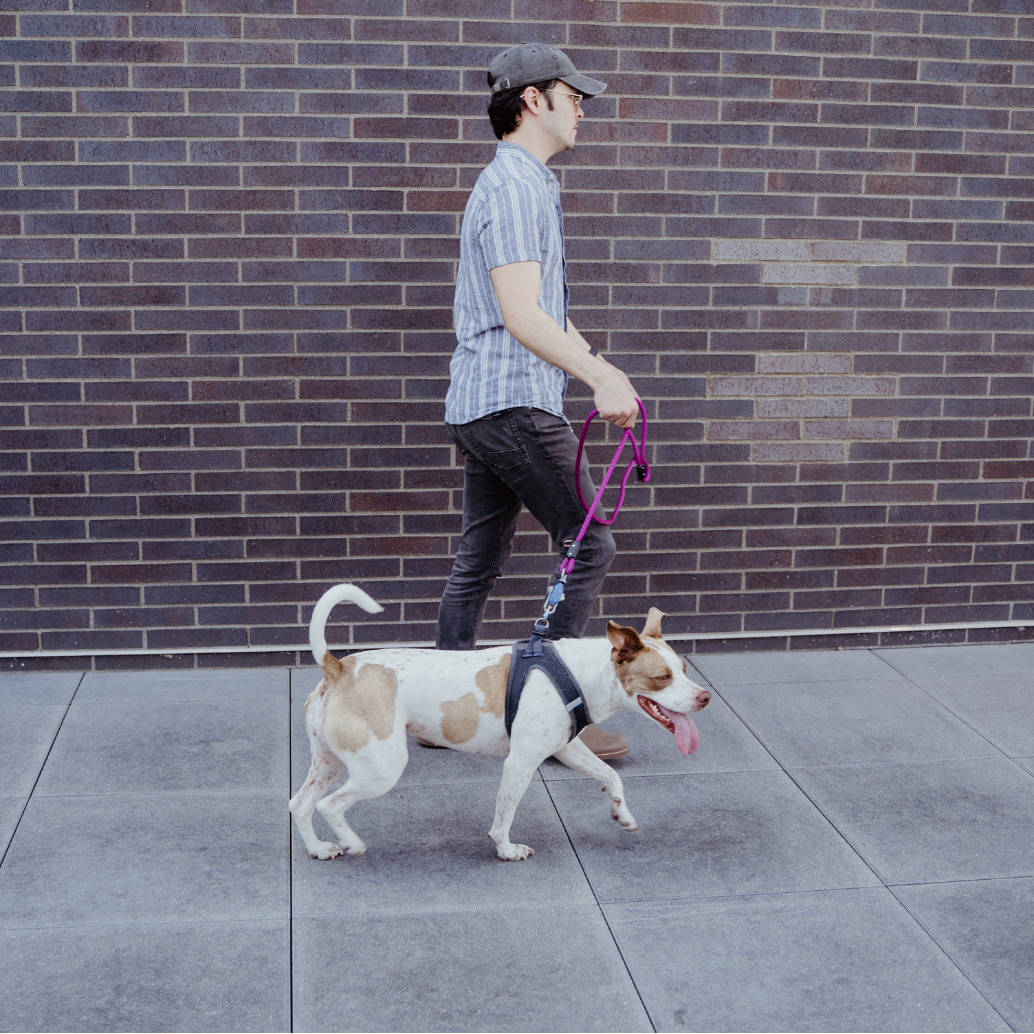 Patented Magnetic Dog Leash - One-Hand Connect &amp; Release