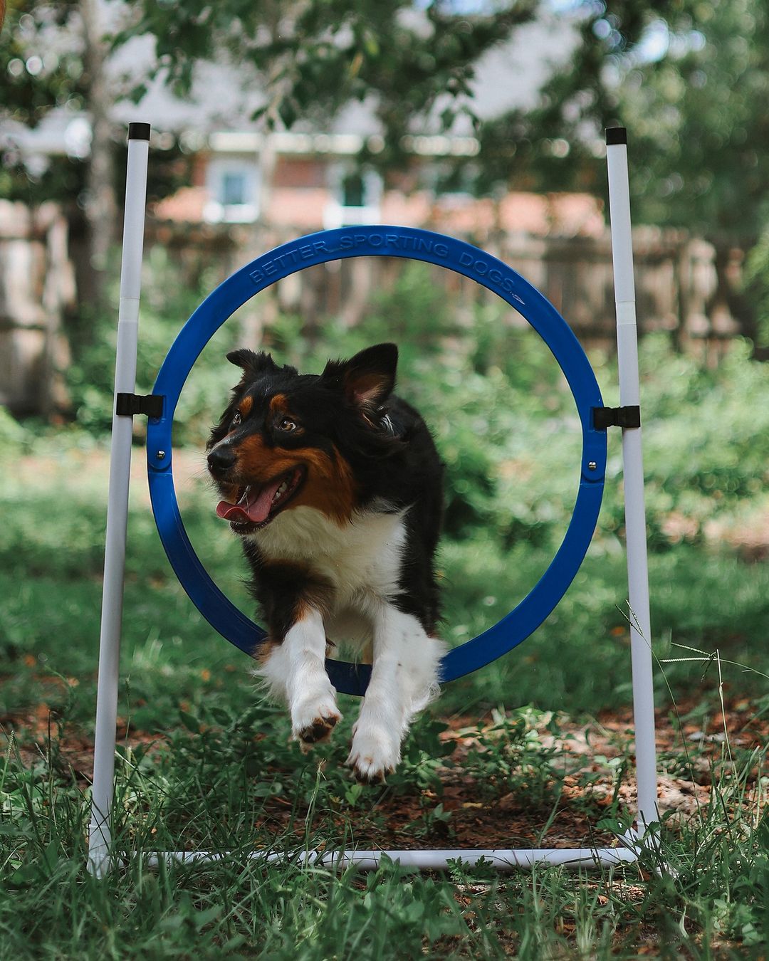 Better Sporting Dogs Adjustable Dog Agility Bar Jumps &amp; Tire Jumps