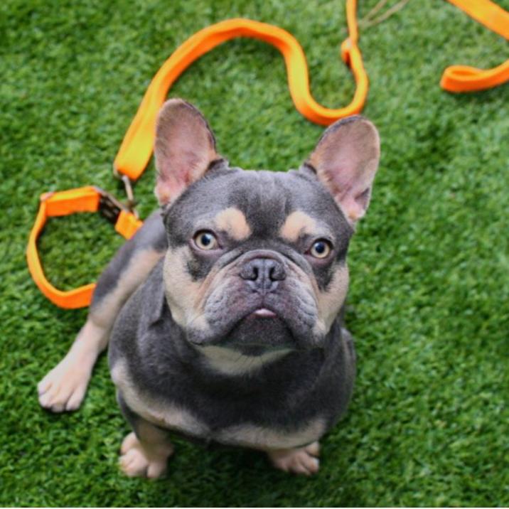 Tilley + Me Hemp Cotton Dog Leash - Durable, Sustainable, Adjustable, Lightweight &amp; Soft-Malibu