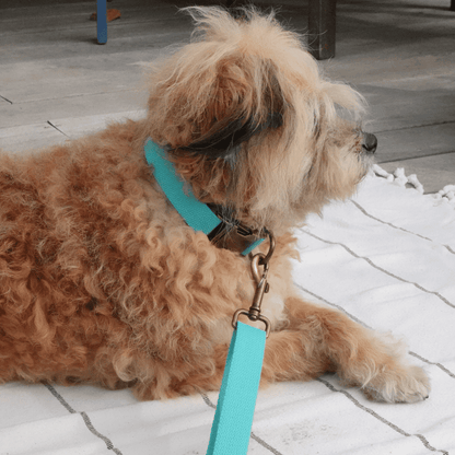 Tilley + Me Hemp Cotton Dog Leash - Durable, Sustainable, Adjustable, Lightweight &amp; Soft-Malibu