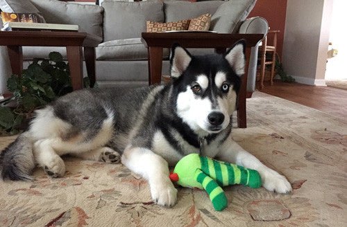 Medium Stuffed SQUEAKY Dog &amp; Puppy Toys / 20-50 lb. Dogs