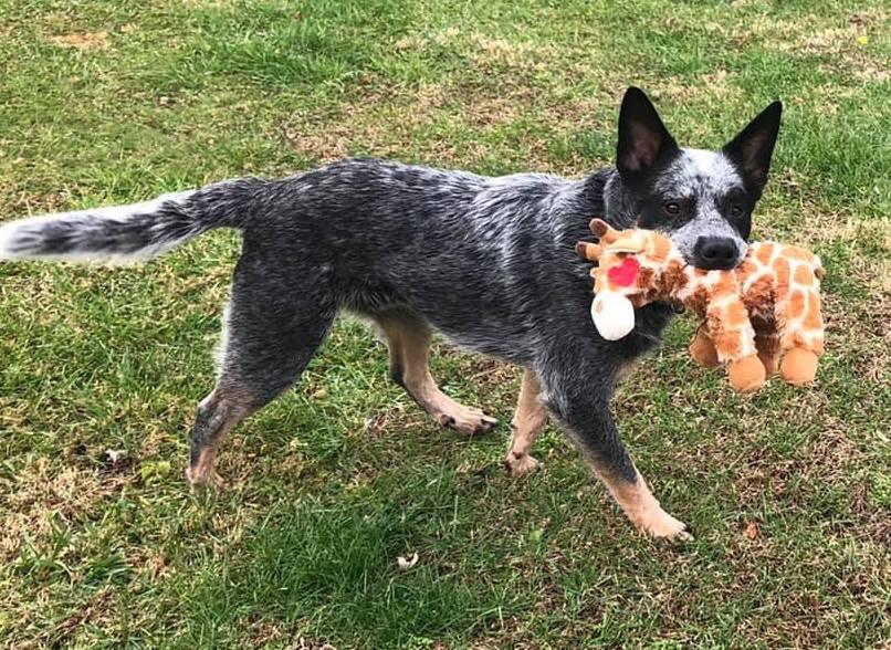 Medium Stuffed SQUEAKY Dog &amp; Puppy Toys / 20-50 lb. Dogs