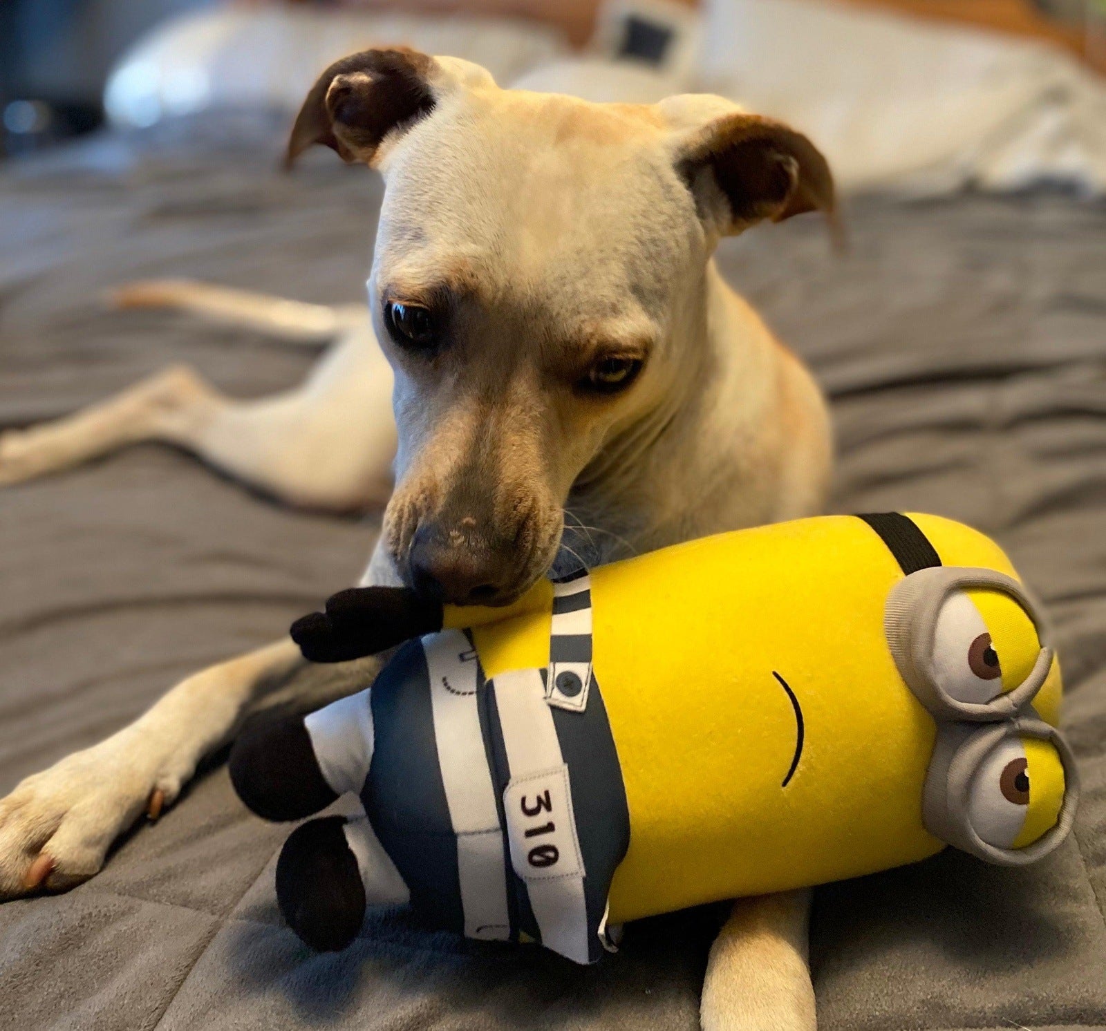 Minions &amp; Friends: All Sizes