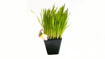 Cat Grass Blend - Non-GMO - Certified Organic - Bonus CAT Toy