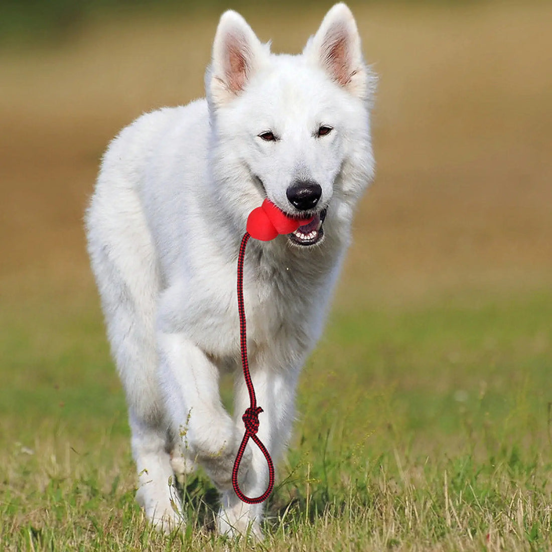 Natural Rubber Rope Hoist Pet Toy for Dogs