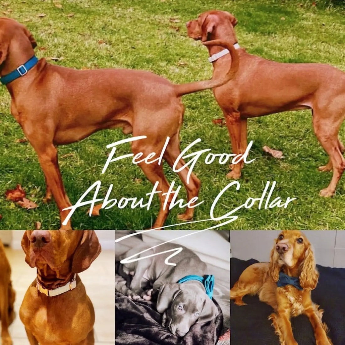 Personalized Velvet Dog Collar and Leash Set with Bow