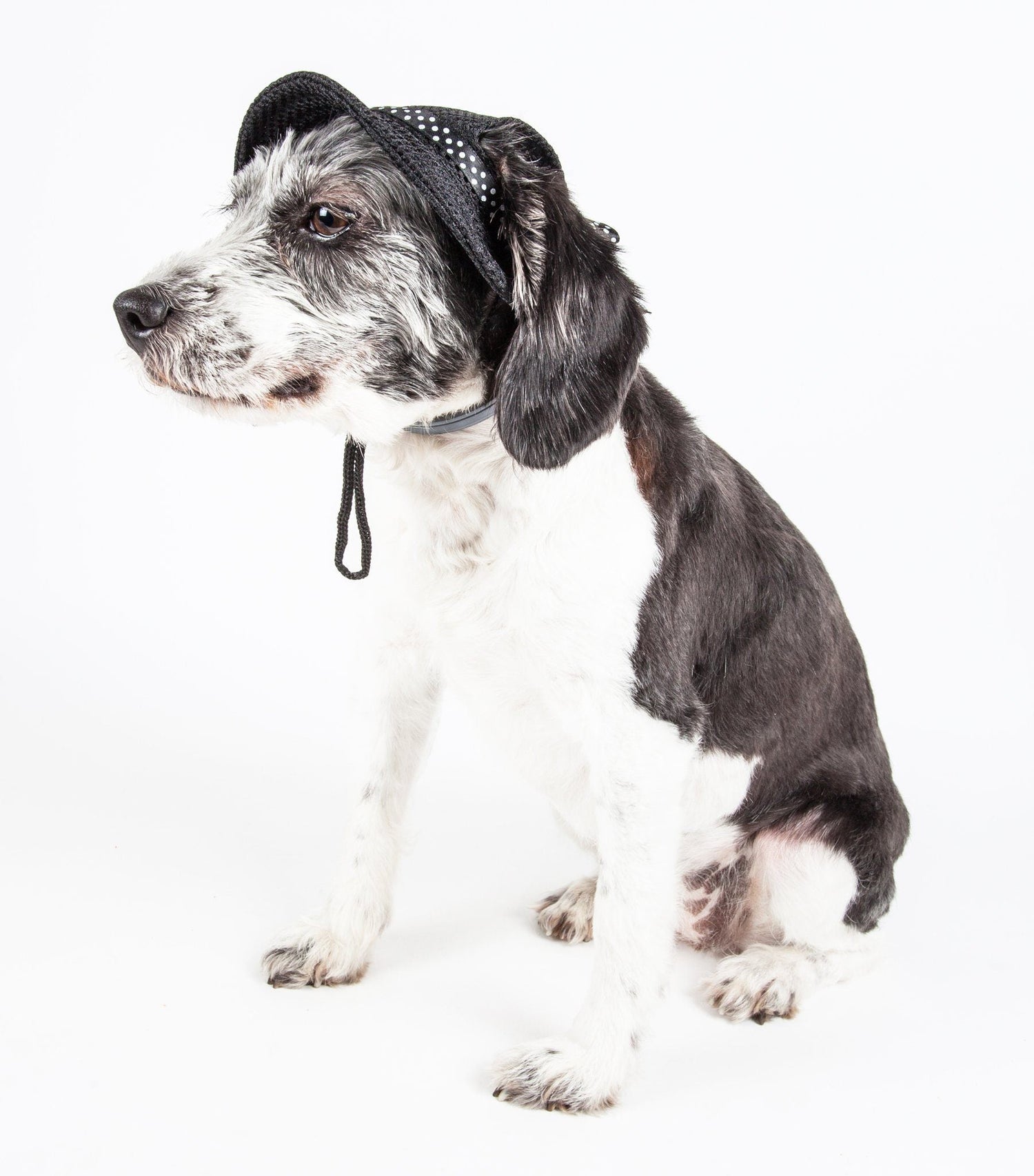 Pet Life ®  &