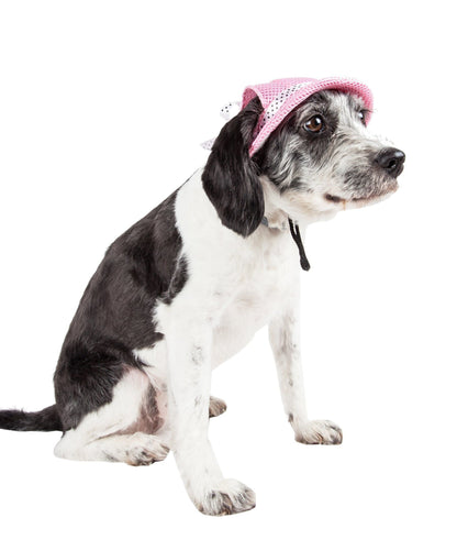 Pet Life ®  &