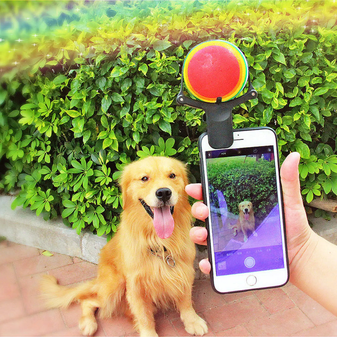 Pet Selfie Stick Tennis Ball Phone Clip Prop