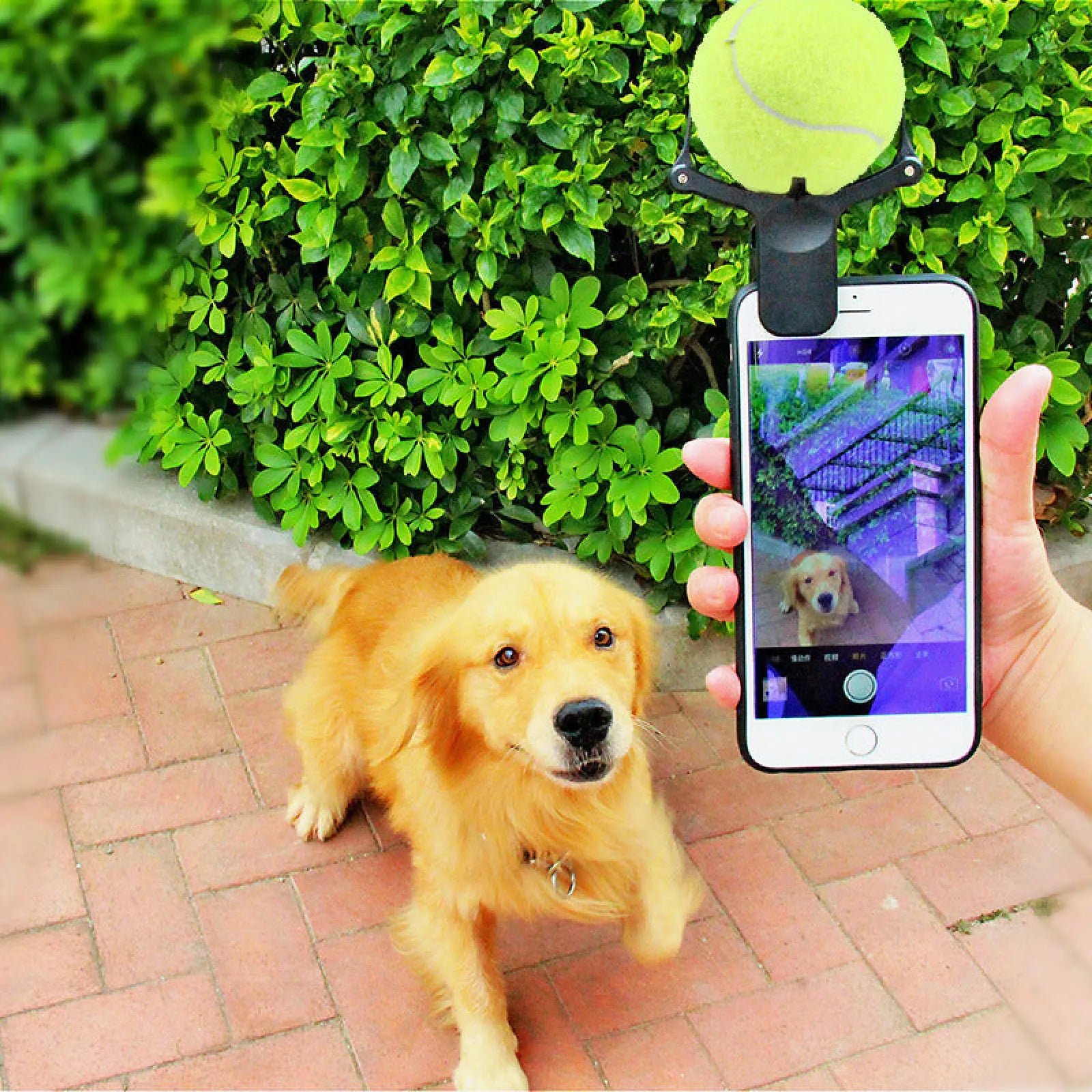 Pet Selfie Stick Tennis Ball Phone Clip Prop