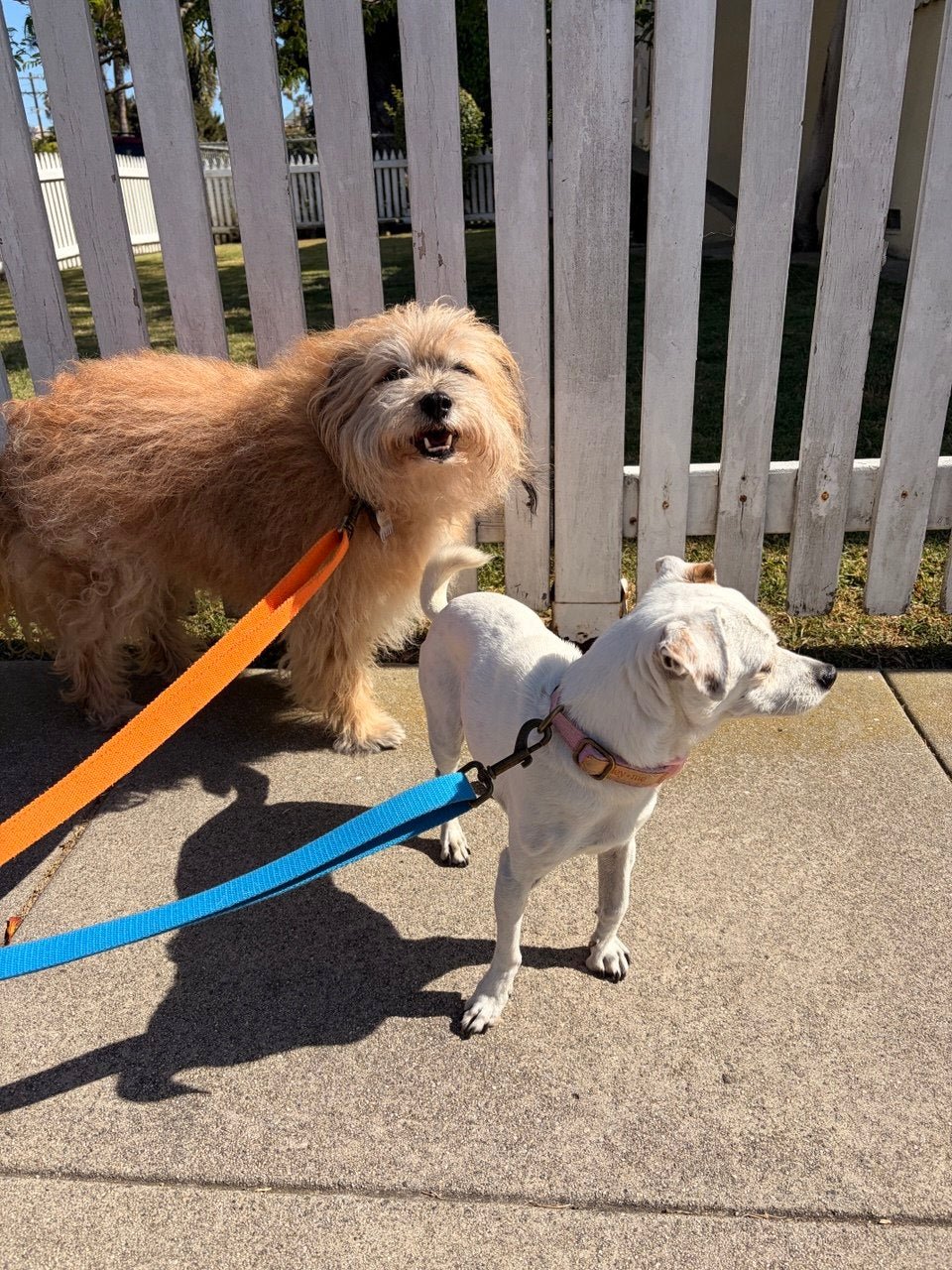 Tilley + Me Hemp Cotton Dog Leash - Durable, Sustainable, Adjustable, Lightweight &amp; Soft-Malibu