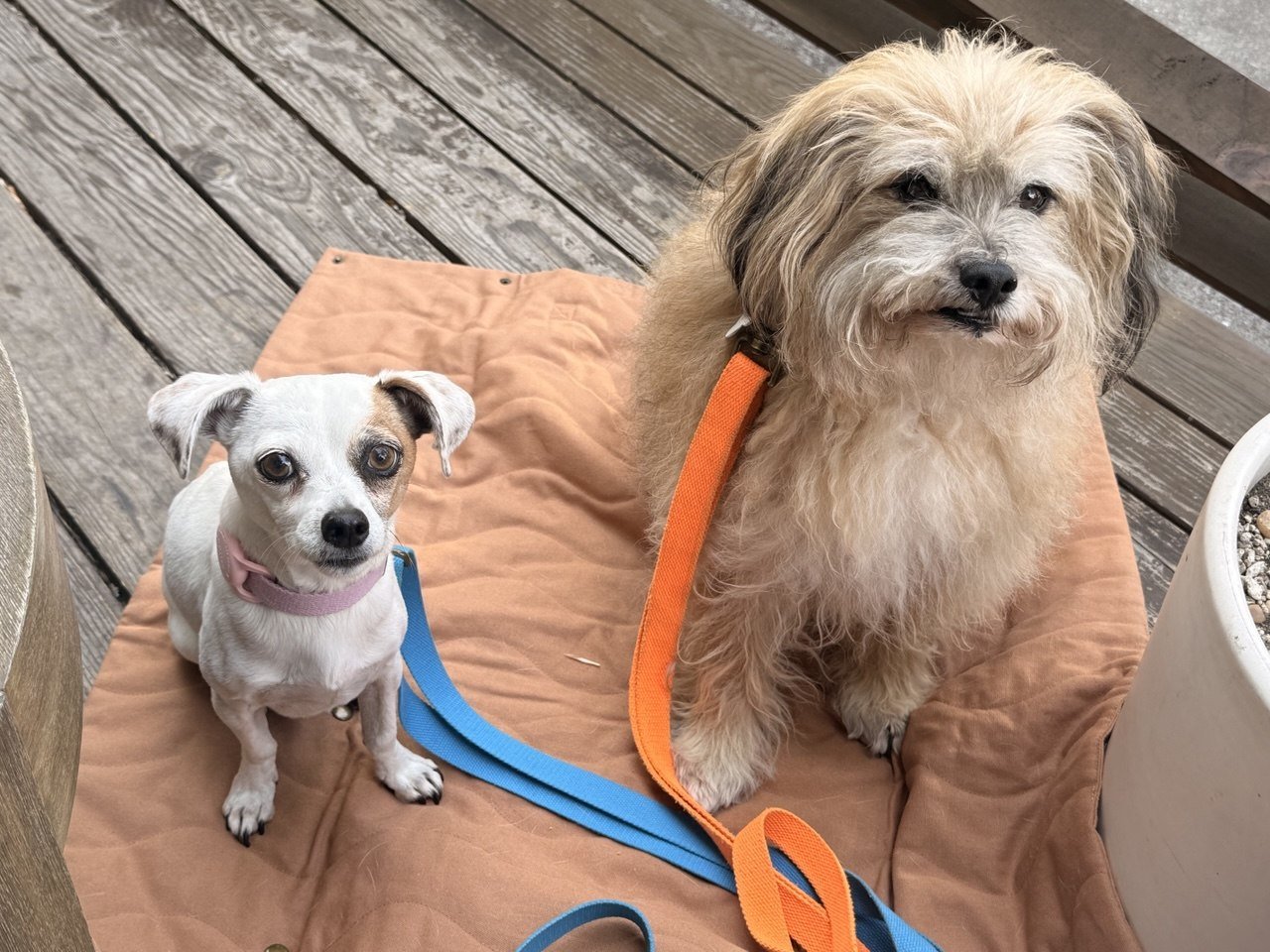 Tilley + Me Hemp Cotton Dog Leash - Durable, Sustainable, Adjustable, Lightweight &amp; Soft-Malibu