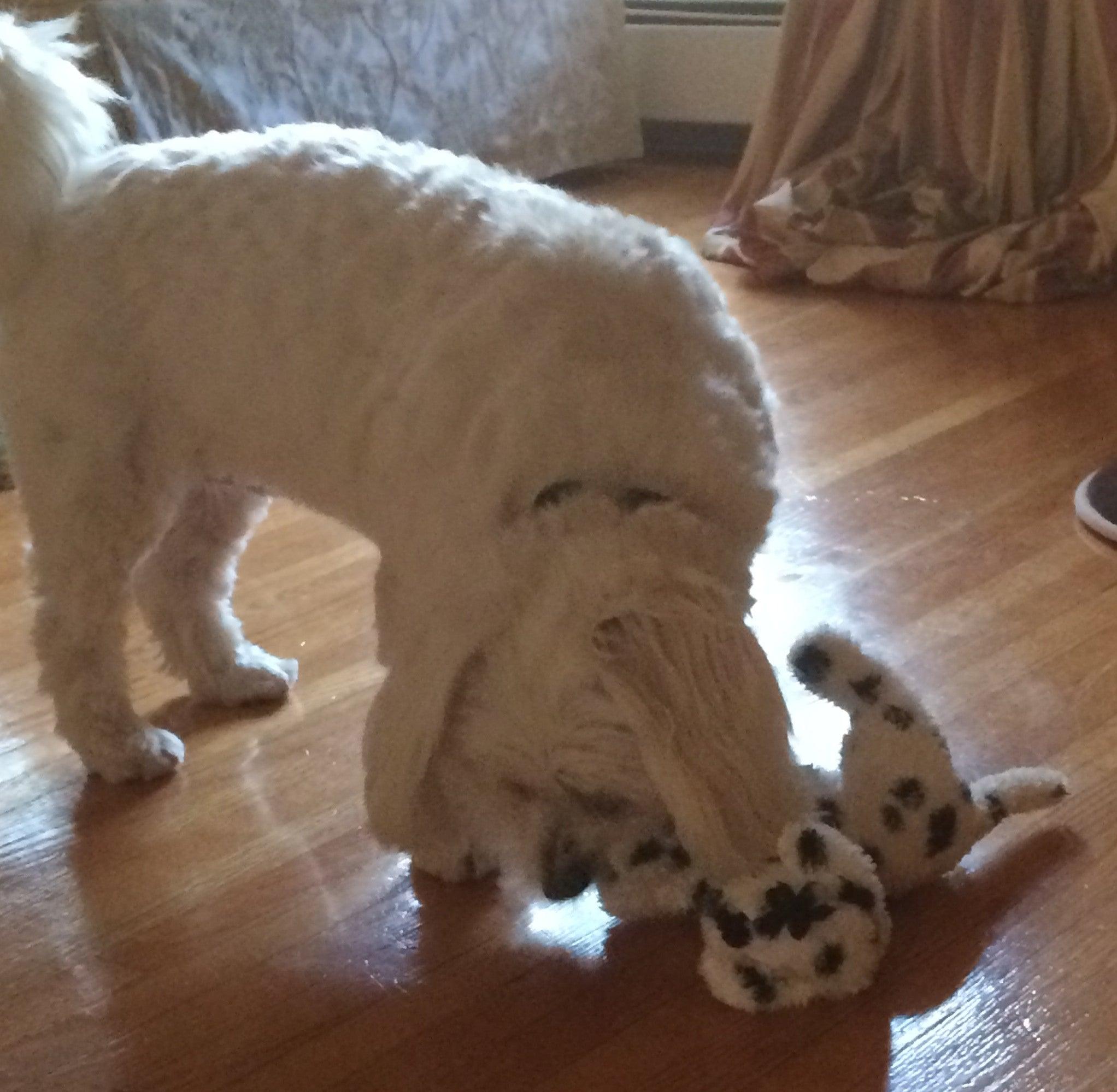 Small Stuffed SQUEAKY Dog &amp; Puppy Toys / 10-30 lbs.