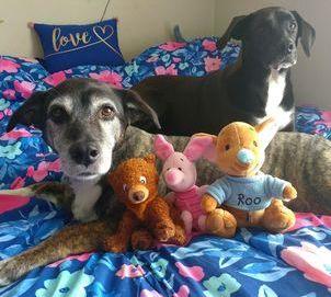 15% OFF! Piglet Stuffed &amp; Squeaky Dog Toys: All Sizes