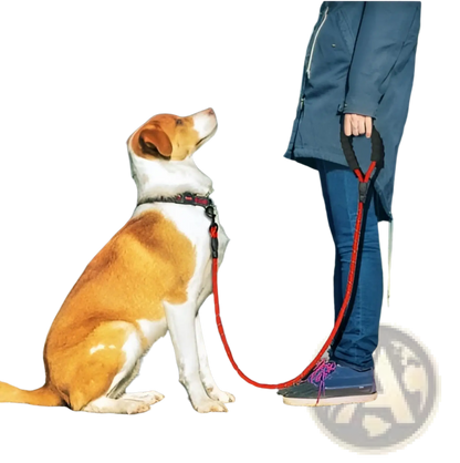 Reflective Dog Leash with Padded Foam Comfort Handle