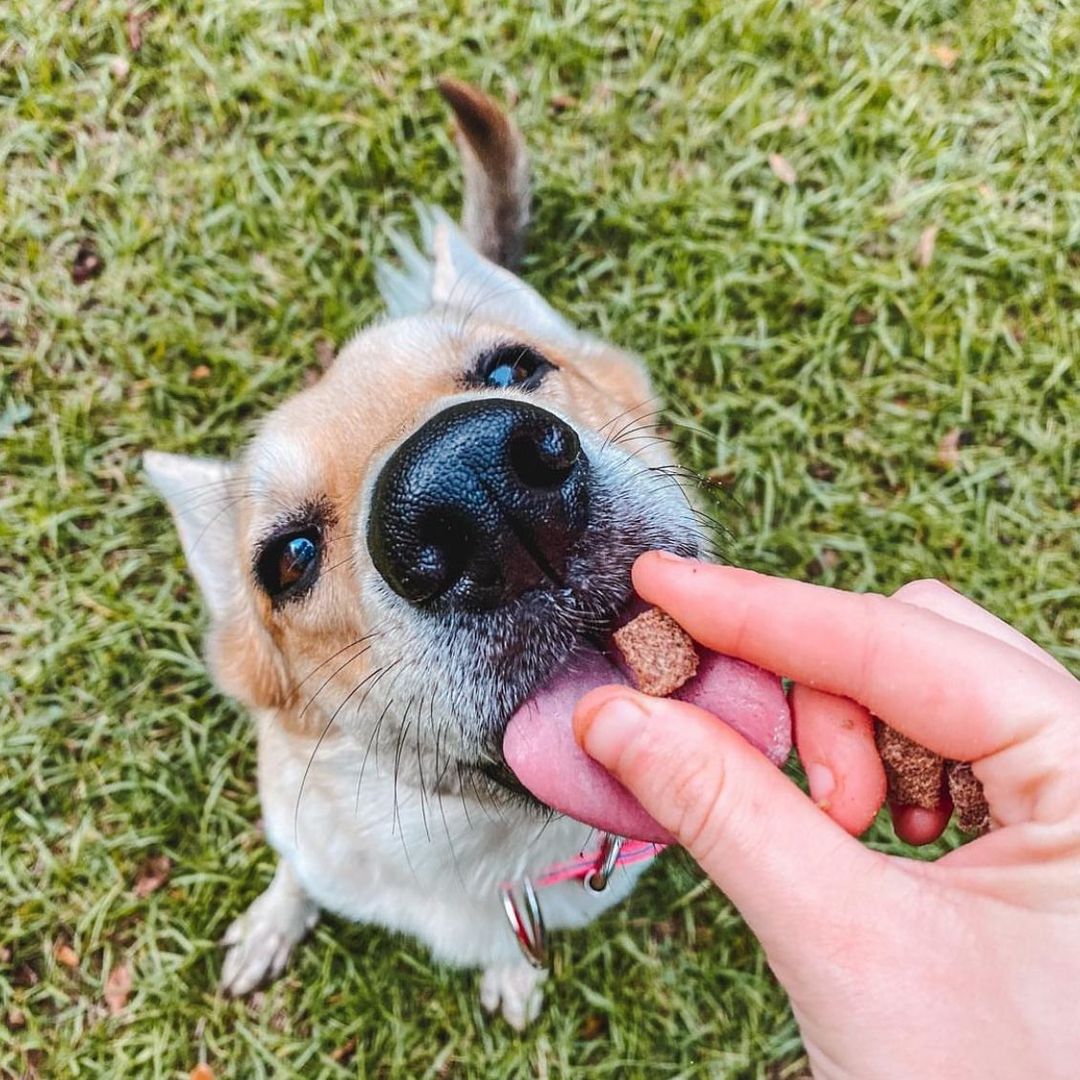 Elk &amp; Venison Dog Treats