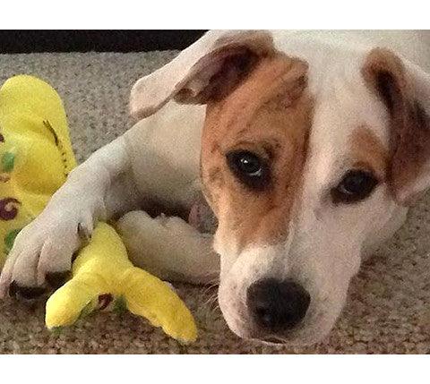 Small Stuffed NO SQUEAK Quiet Zone Dog Toys for Dogs 10-30 lbs.