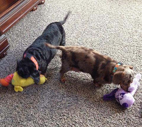 Small Stuffed SQUEAKY Dog &amp; Puppy Toys / 10-30 lbs.