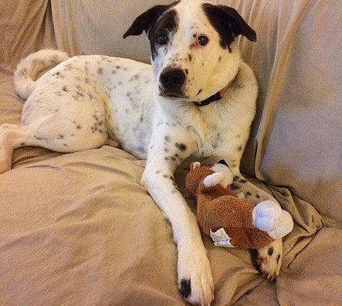 Small Stuffed SQUEAKY Dog &amp; Puppy Toys / 10-30 lbs.