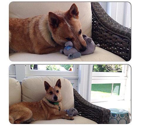 Small Stuffed SQUEAKY Dog &amp; Puppy Toys / 10-30 lbs.