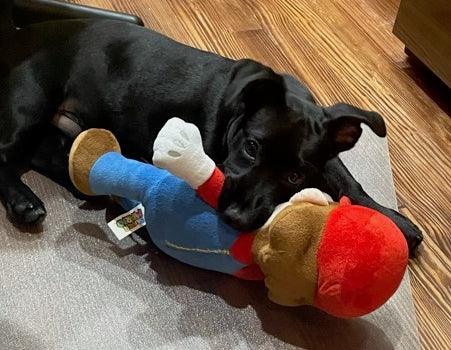 Super Mario Brothers Dog Toys: Squeak &amp; NO Squeak / All Sizes