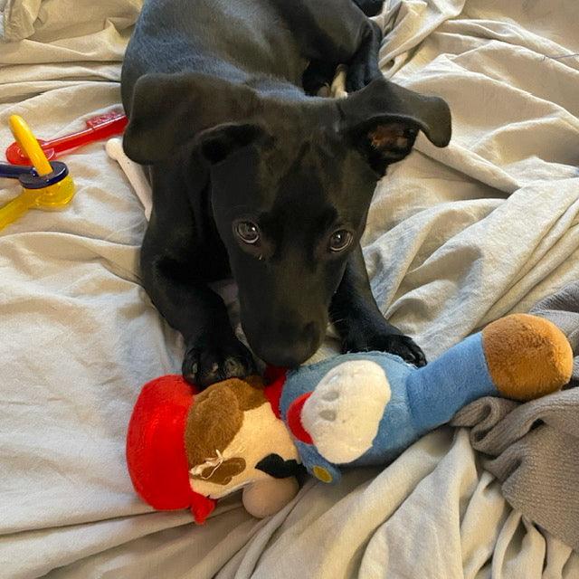 Super Mario Brothers Dog Toys: Squeak &amp; NO Squeak / All Sizes