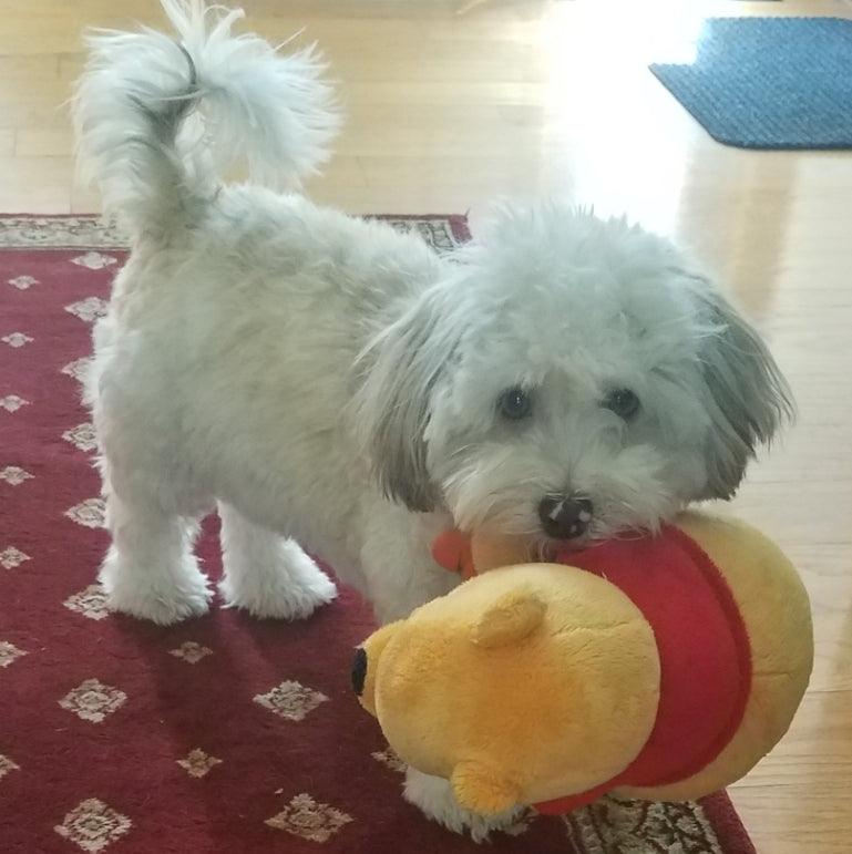 15% OFF! Winnie the Pooh Squeaky &amp; NO Squeak Dog Toys: All Sizes