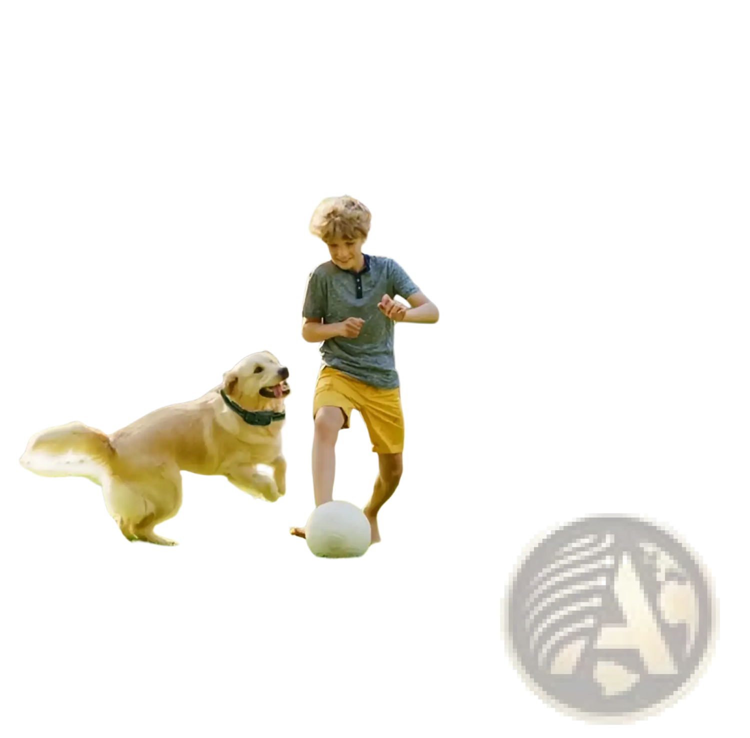 Wireless Dog Fence and Training Collar System Ipx6