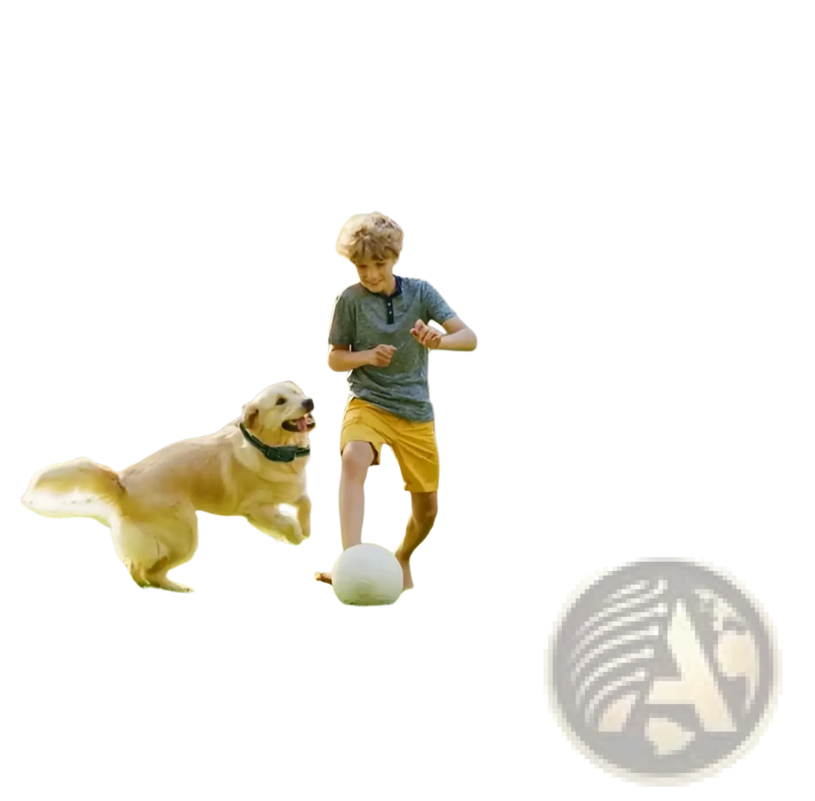 Wireless Dog Fence and Training Collar System Ipx6